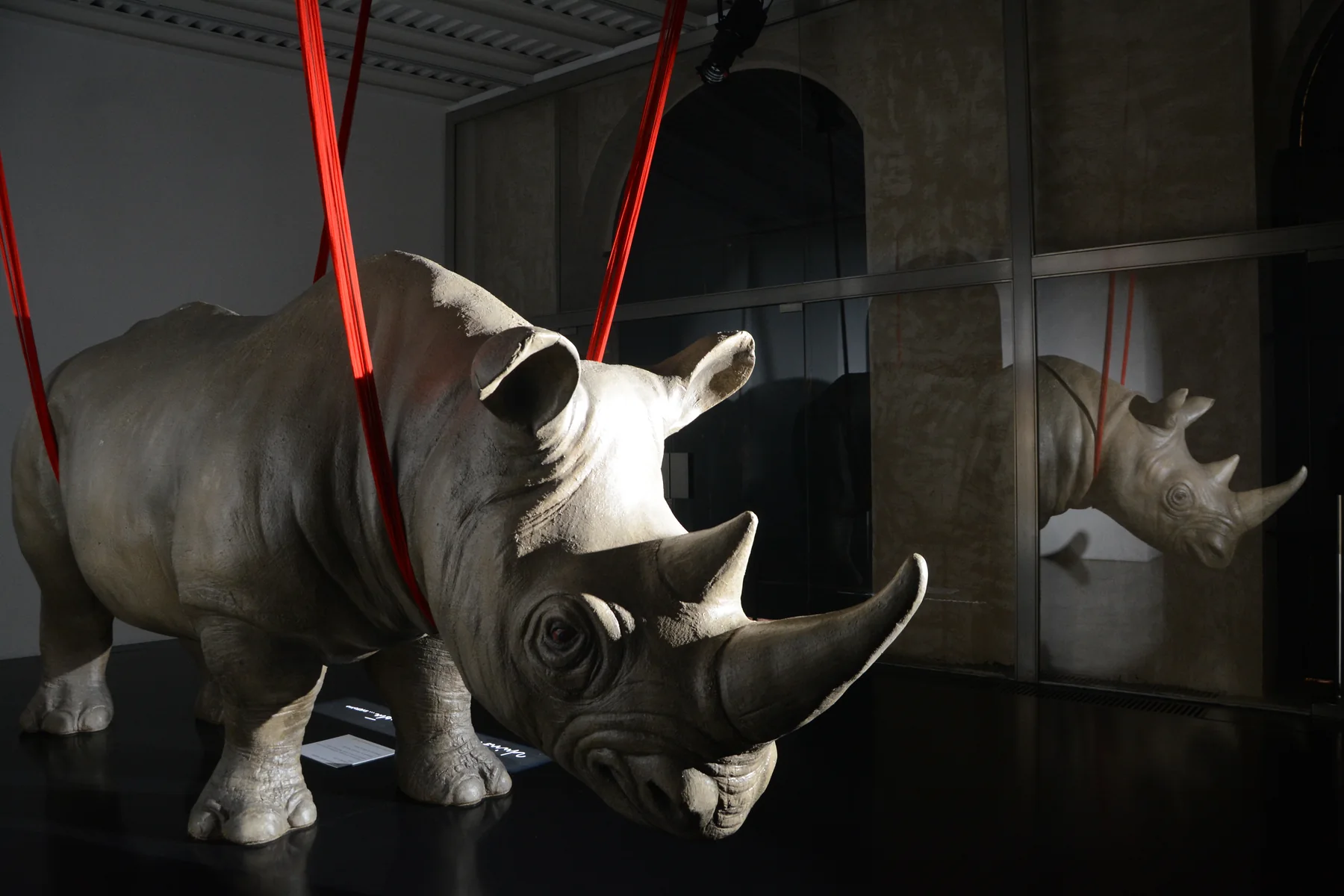 A rhinoceros sculpture suspended on red straps in the gallery at rhinoceros roma