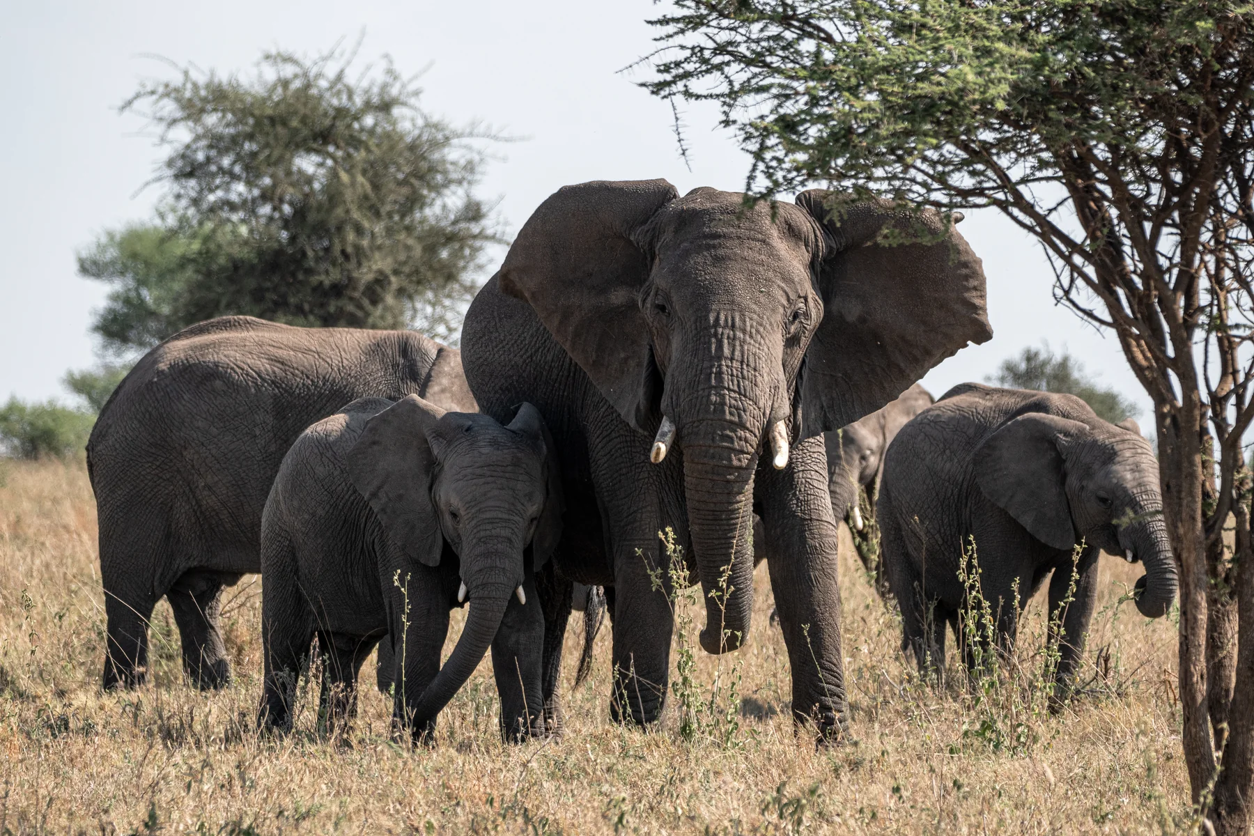An elephant on the plains near Wild Wakati Camp