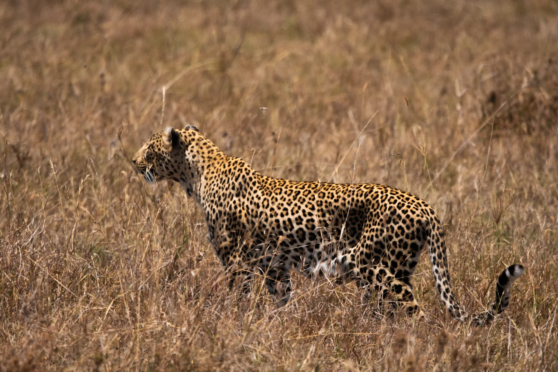 A leopard in the Serengeti near Wild Wakati Camp