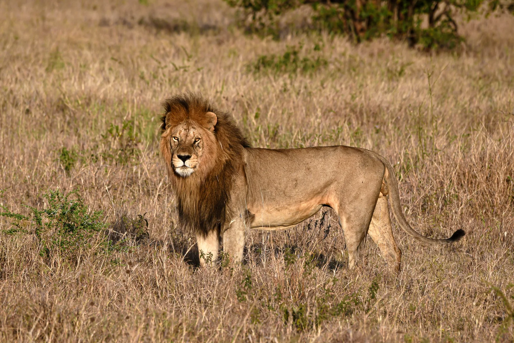 A lion in the Serengeti seen on a Wild Wakati game drive