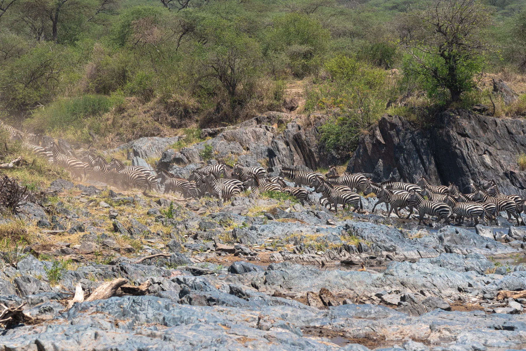 Zebra during the Great Migration near Wild Wakati Camp