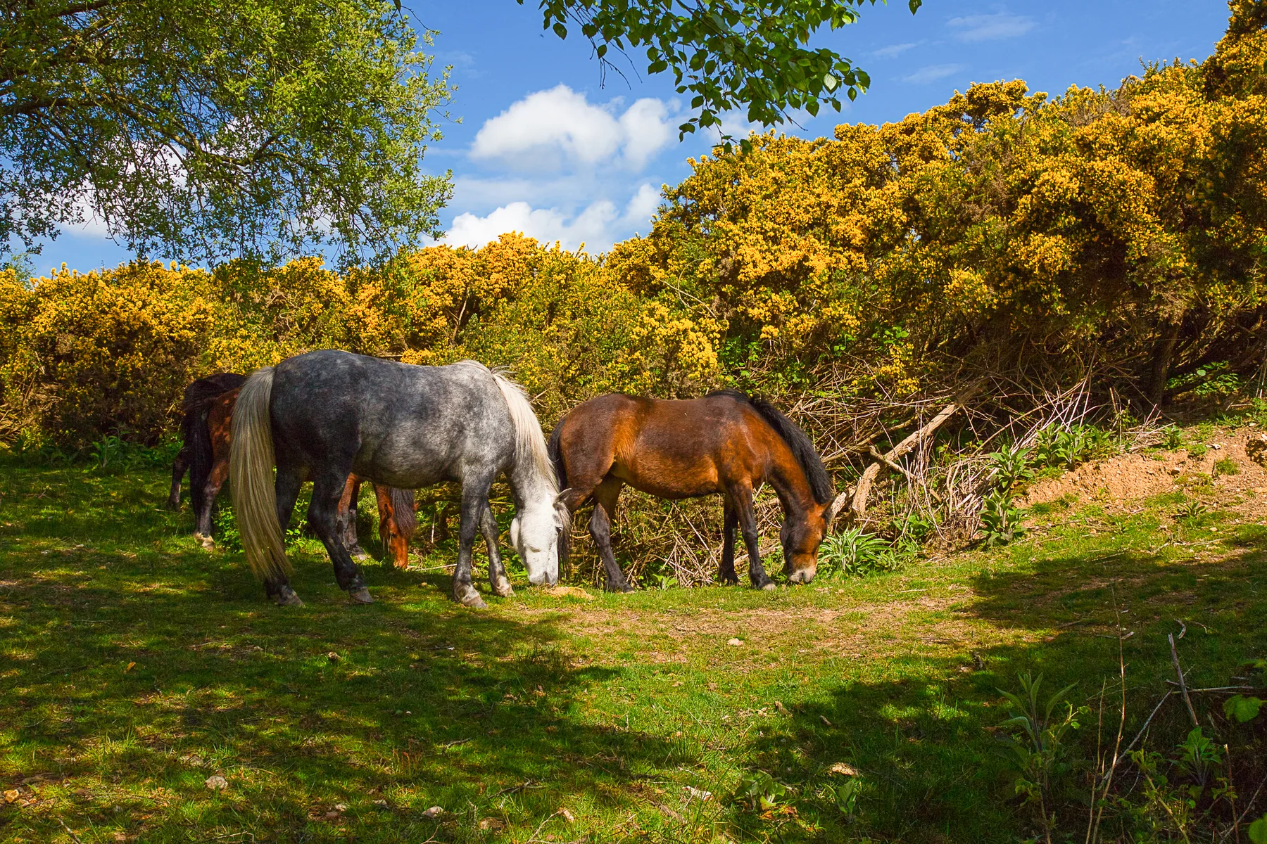 Native ponies grazing at Silverlake, Dorset