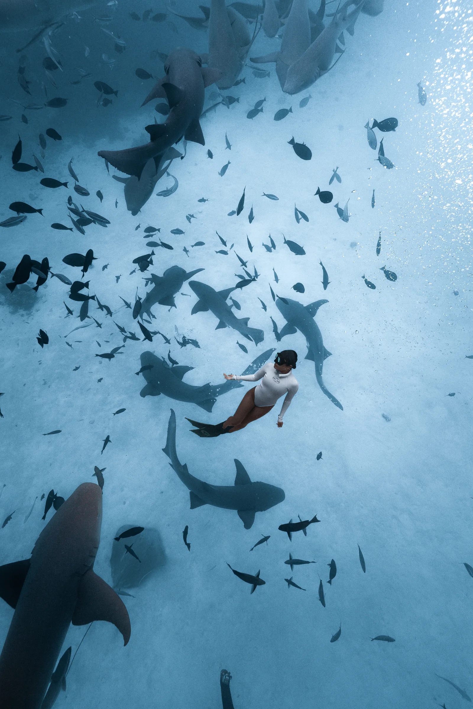 Snorkeller swimming with a gentle nurse shark on an excursion at Siyam World Maldives
