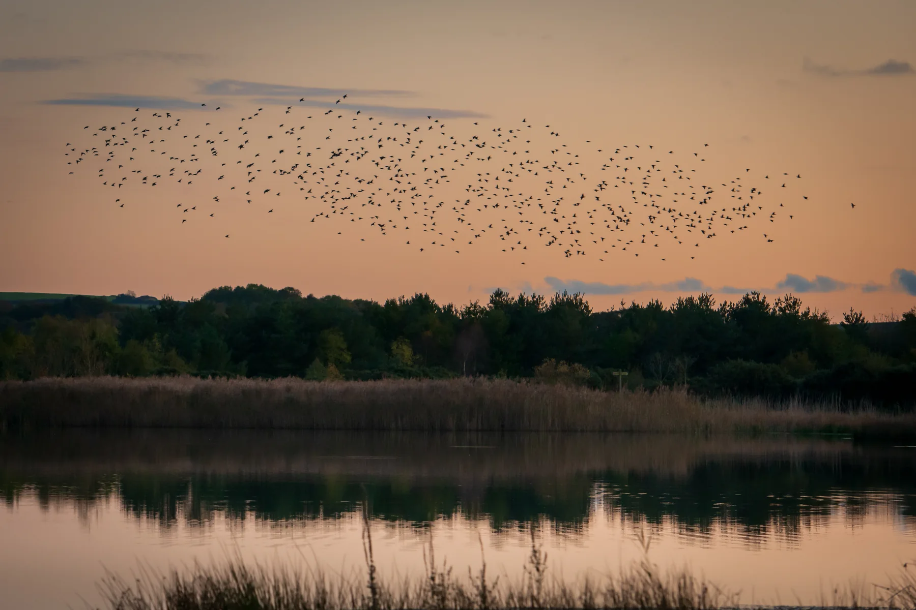 A starling murmuration over Silverlake, Dorset